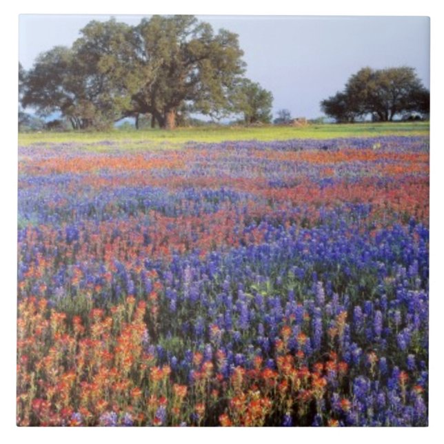 Azulejo De Cerámica EE. UU., Texas, Llano. Bluebonnets y redbonnets (Frente)