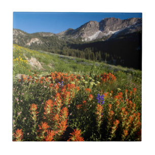 Azulejo De Cerámica EE. UU., Utah, Bosque Nacional Uinta-Wasatch-Cache