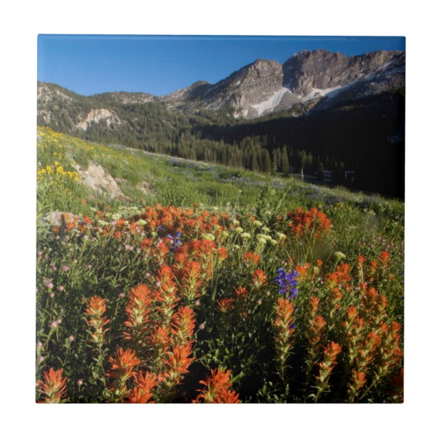 Azulejo De Cerámica EE. UU., Utah, Bosque Nacional Uinta-Wasatch-Cache (Frente)