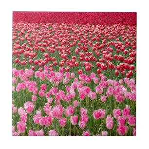 Azulejo De Cerámica EE. UU., Washington. Campo de Tulipanes Multicolor