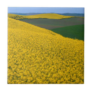 Azulejo De Cerámica EE.UU., Washington, Condado de Whitman, Palouse, C