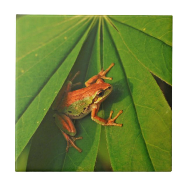 Azulejo De Cerámica EE.UU., Washington, Seattle, Discovery Park 2 (Frente)