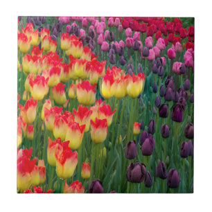 Azulejo De Cerámica EE. UU., Washington. Tulipanes en flor 2