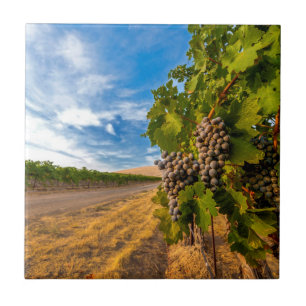 Azulejo De Cerámica EE. UU., Washington, Valle de Yakima. Uvas Merlot