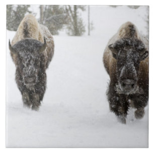 Azulejo De Cerámica EE. UU., WY, Parque Nacional Yellowstone, Bisonte 