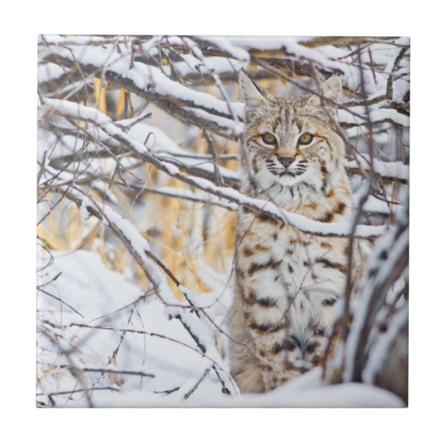 Azulejo De Cerámica EE.UU., Wyoming, Bobcat (Frente)