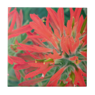 Azulejo De Cerámica EE.UU., Wyoming, cierre del pincel del desierto