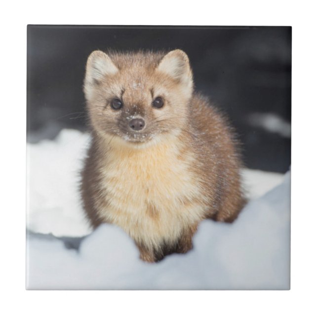 Azulejo De Cerámica EE.UU., Wyoming, Parque Nacional Yellowstone (Frente)