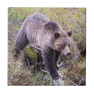 Azulejo De Cerámica EE. UU., Wyoming, Parque Nacional Yellowstone, Oso