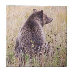 Azulejo De Cerámica EE. UU., Wyoming, Parque Nacional Yellowstone, Oso