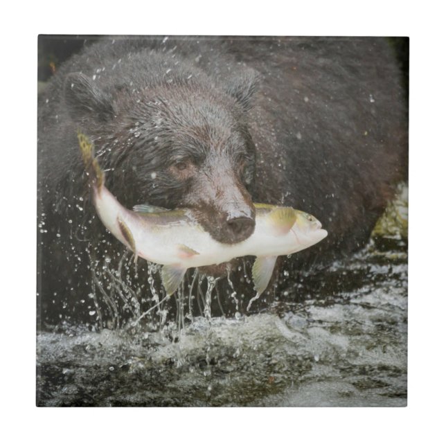 Azulejo De Cerámica EEUU, Alaska, Anan Creek. Cierre Del Oso Negro (Frente)