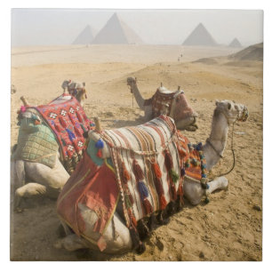 Azulejo De Cerámica Egipto, El Cairo. Camellos descansando