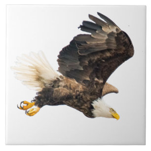 Azulejo De Cerámica El águila calva mira su premio de fondo blanco