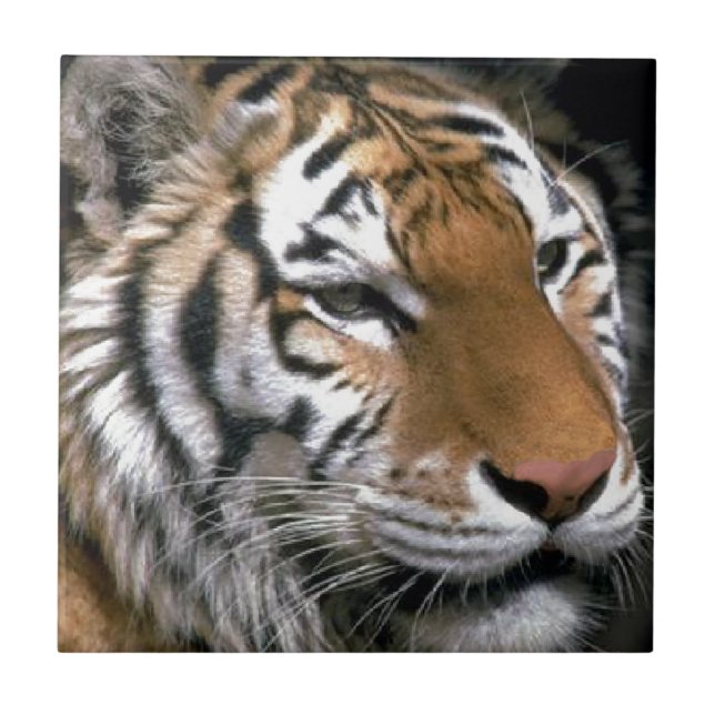 Azulejo De Cerámica El arte de los amantes del tigre siberianos (Frente)