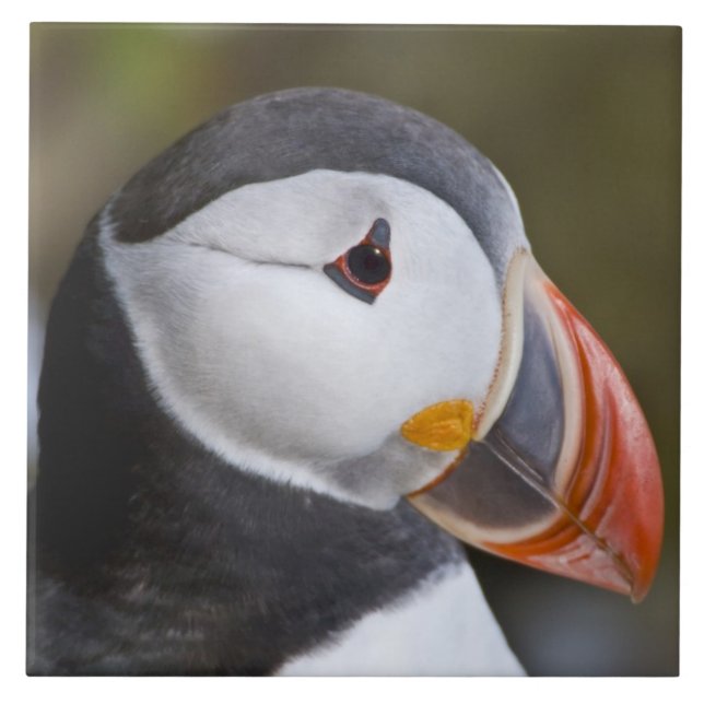 Azulejo De Cerámica El atlántico Puffin, un ave marina pelágica (Frente)