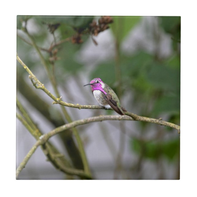 Azulejo De Cerámica El colibrí de la costa (Frente)