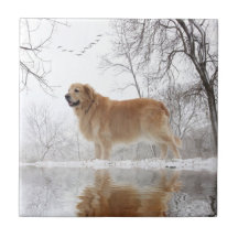 El golden retriever majestuoso