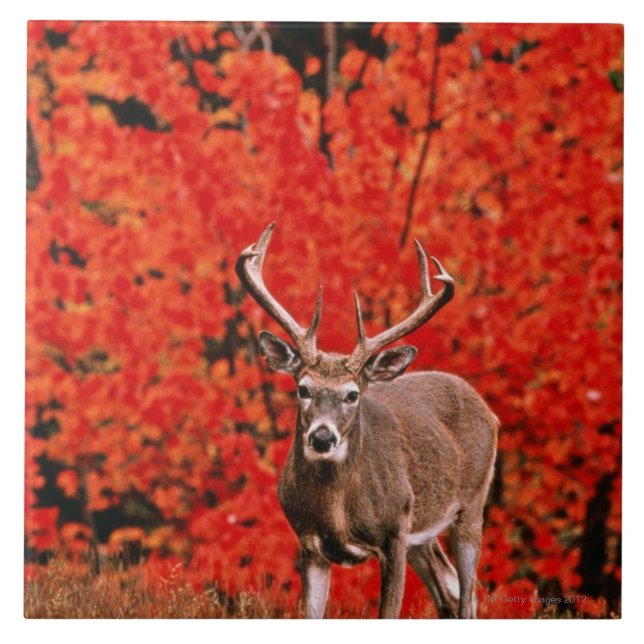 Azulejo De Cerámica El otro nombre común: Ciervos de Virginia. Cerca (Frente)