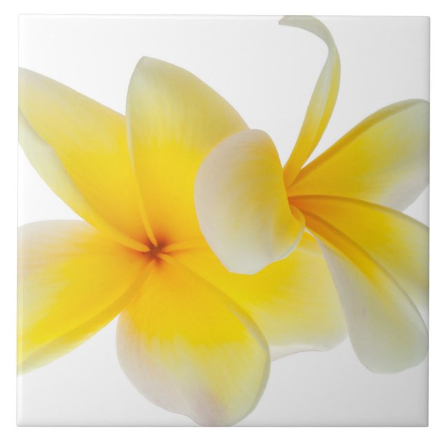 Azulejo De Cerámica El Plumeria florece el Frangipani amarillo blanco (Frente)