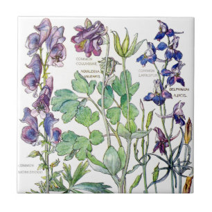 Azulejo De Cerámica El Wildflower botánico de Columbine florece la