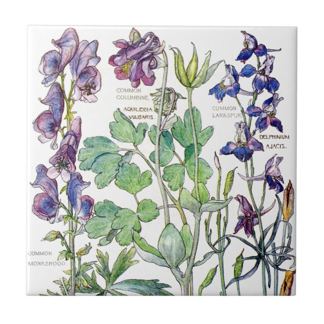 Azulejo De Cerámica El Wildflower botánico de Columbine florece la (Frente)
