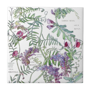 Azulejo De Cerámica El Wildflower botánico de la arveja florece la