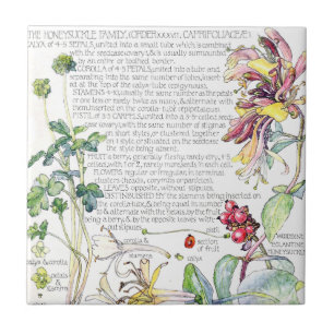 Azulejo De Cerámica El Wildflower botánico de la madreselva florece l