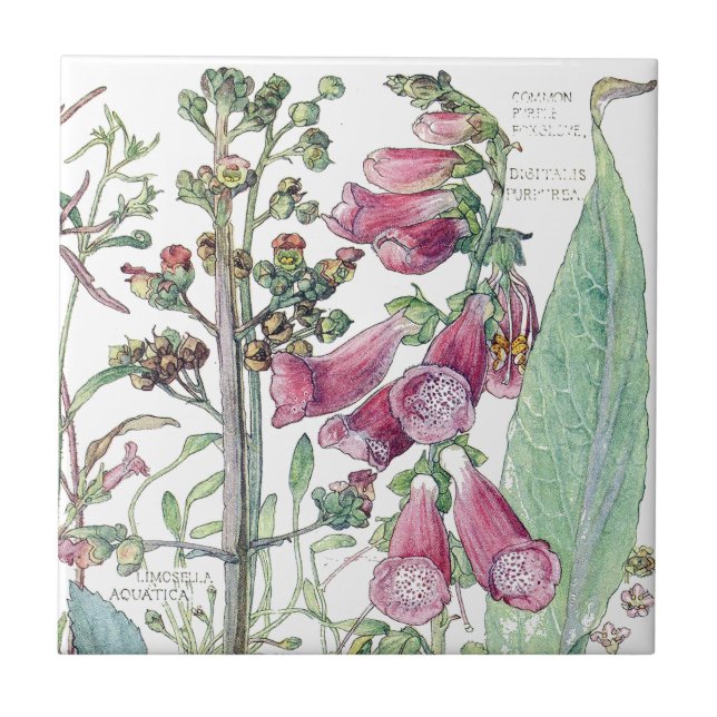 Azulejo De Cerámica El Wildflower botánico del Foxglove florece la (Frente)