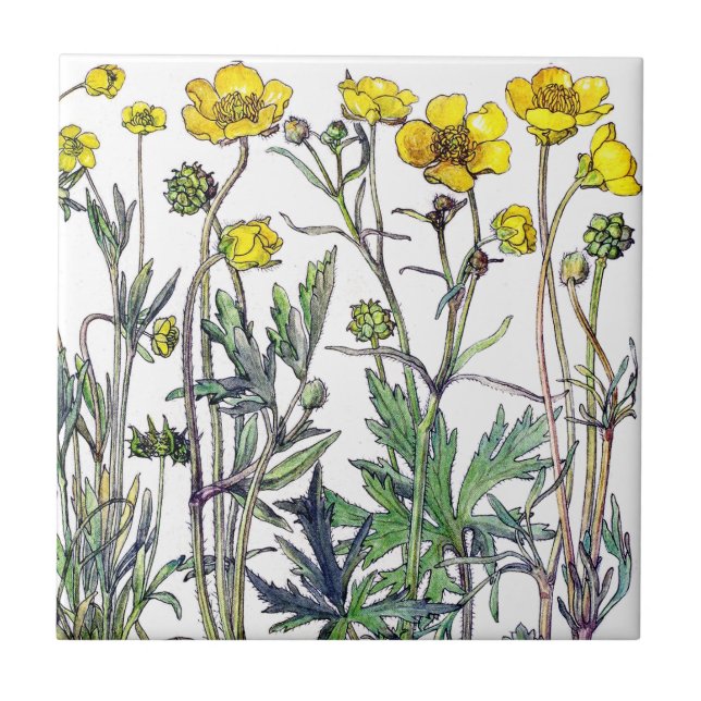 Azulejo De Cerámica El Wildflower botánico del ranúnculo florece la (Frente)