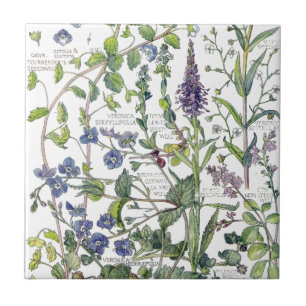Azulejo De Cerámica El Wildflower de Speedwell del vintage florece la
