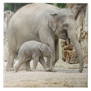 Azulejo De Cerámica Elefante20151001