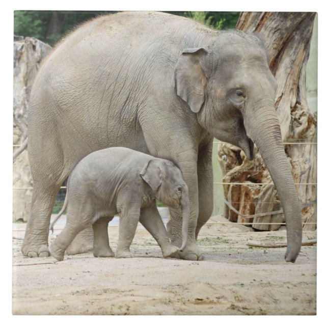 Azulejo De Cerámica Elefante20151001 (Frente)
