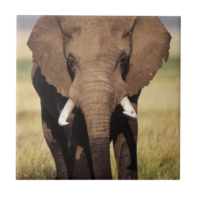 Azulejo De Cerámica Elefante africano de sabana (Frente)