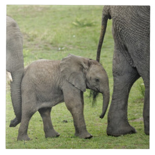 Azulejo De Cerámica Elefante africano hembra con cría