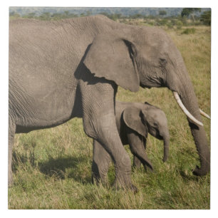 Azulejo De Cerámica Elefante africano y cría (Loxodonta africana),