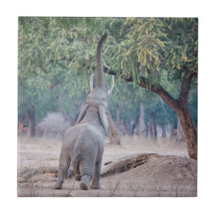 Azulejo De Cerámica Elefante llegando al árbol de Acacia