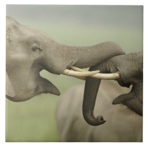 Azulejo De Cerámica Elefantes indios asiáticos juegan a la lucha