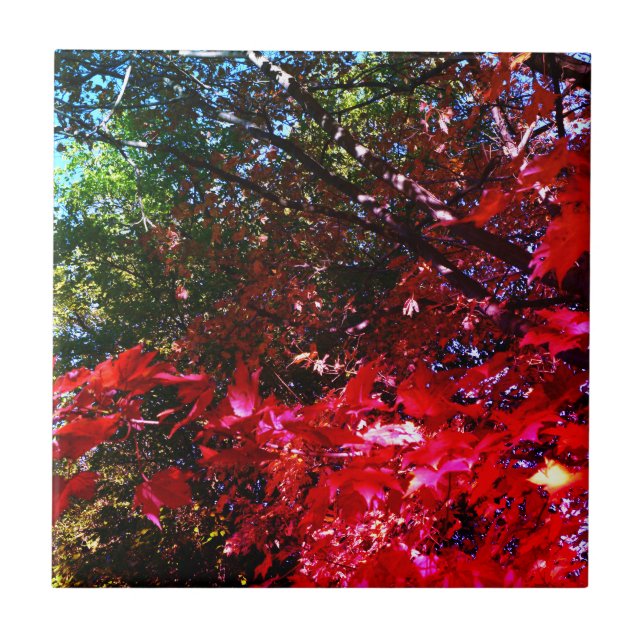 Azulejo De Cerámica Elegantes árboles de otoño hojas rosadas rojas (Frente)