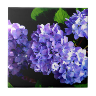 Azulejo De Cerámica Elegantes hortensias periwinkles florales púrpuras