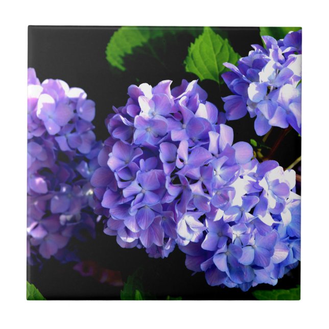 Azulejo De Cerámica Elegantes hortensias periwinkles florales púrpuras (Frente)