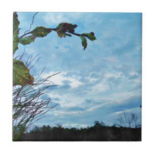 Azulejo De Cerámica Elegantes Navidades Holly, cielo azul