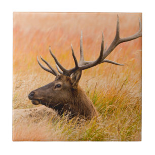 Azulejo De Cerámica Elk (Cervus Elephus) descansa en pradera