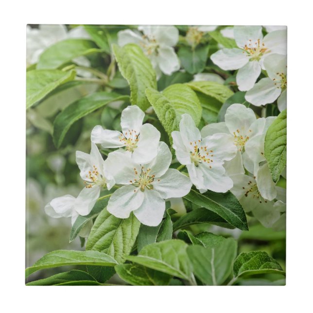 Azulejo De Cerámica Encantadoras flores de primavera (Frente)
