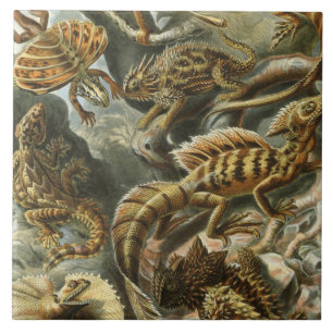 Azulejo De Cerámica Ernst Haeckel antiguo ilustracion de moda Lacertil