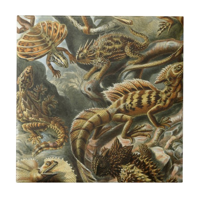 Azulejo De Cerámica Ernst Haeckel antiguo ilustracion de moda Lacertil (Frente)
