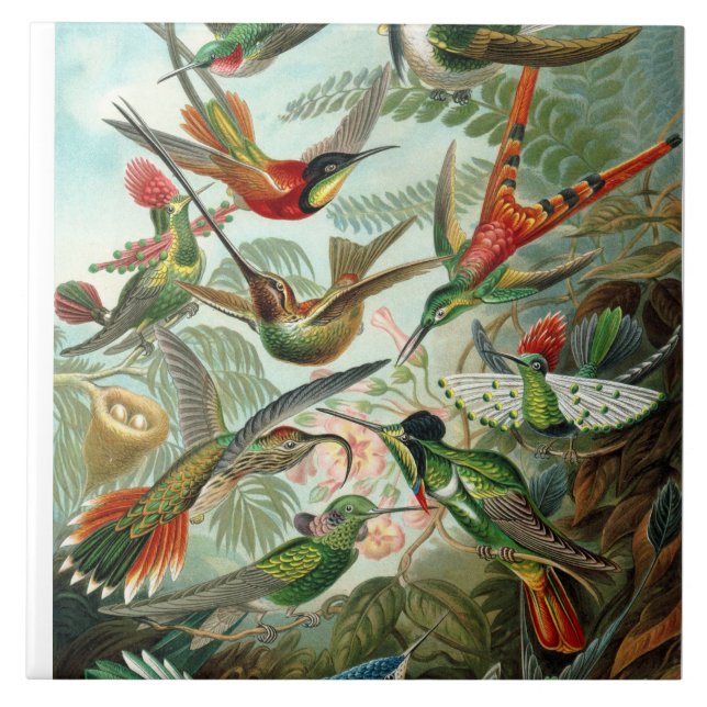 Azulejo De Cerámica Ernst Haeckel Hummingbirds - Formas artísticas de  (Frente)