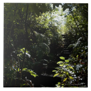 Azulejo De Cerámica Escalera/sendero rústicos en el bosque, luz del