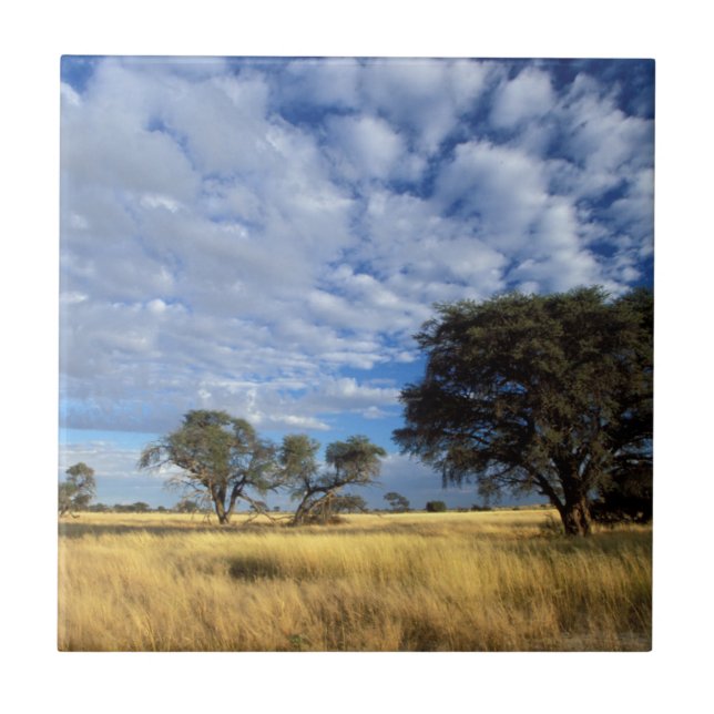 Azulejo De Cerámica Escena del desierto de Kalahari, frontera de Kgala (Frente)