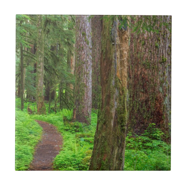 Azulejo De Cerámica Escenario de bosque antiguo (Frente)
