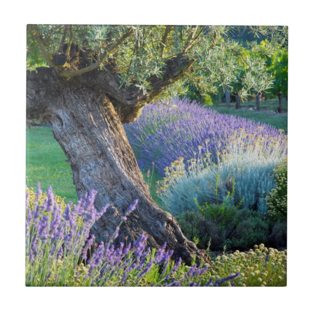 Azulejo De Cerámica Escenario de jardín con flores, Francia (Frente)